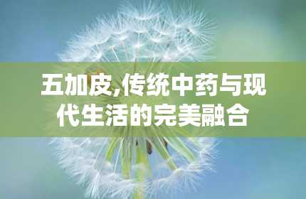 五加皮,传统中药与现代生活的完美融合