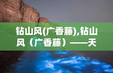 钻山风(广香藤),钻山风（广香藤）——天然草药的神奇功效与使用指南